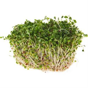 נבטי ברוקולי מהדרין