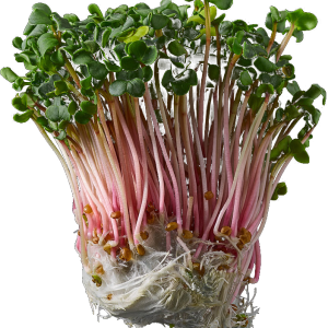 נבטי צנונית מהדרין