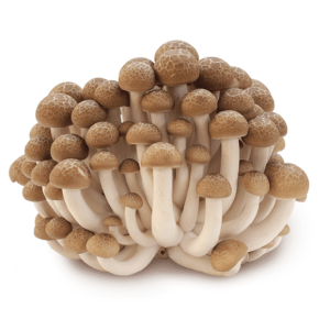 פטריות  שמאגי חום