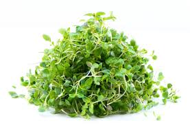 עלי מיקרו אדום מהדרין