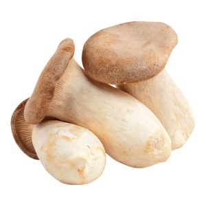 פטריות מלך יער