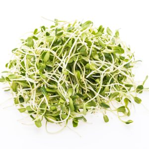 נבטי אלפלפא