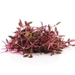 עלי מיקרו אדום מהדרין