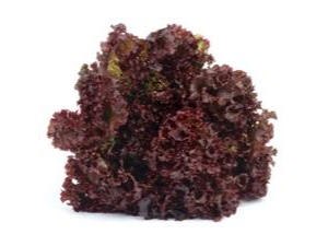 חסה לליק אדומה