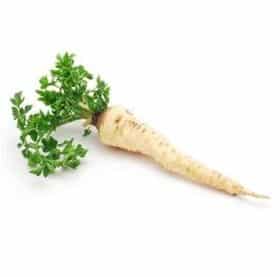 שורש פטרוזליה יח