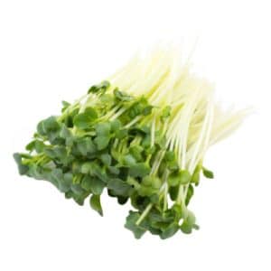 נבטי צנונית יח מהדרין